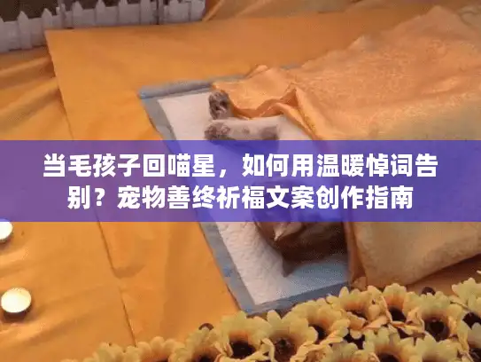 当毛孩子回喵星，如何用温暖悼词告别？宠物善终祈福文案创作指南