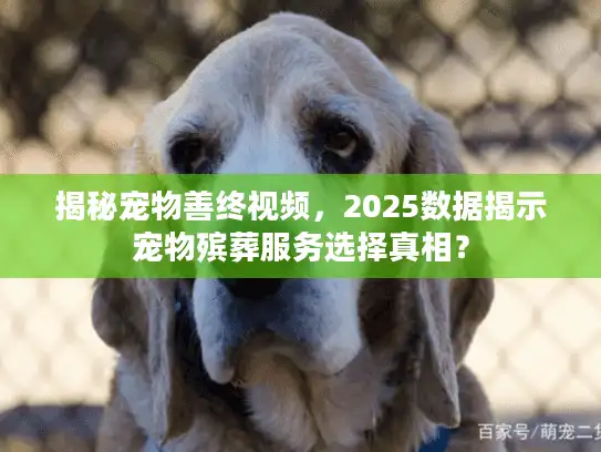 揭秘宠物善终视频，2025数据揭示宠物殡葬服务选择真相？