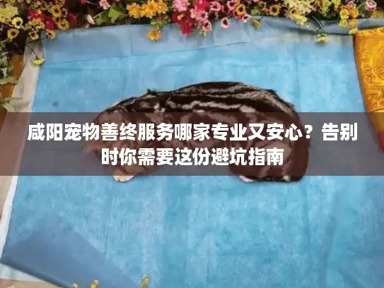咸阳宠物善终服务哪家专业又安心？告别时你需要这份避坑指南