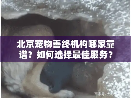 北京宠物善终机构哪家靠谱？如何选择最佳服务？