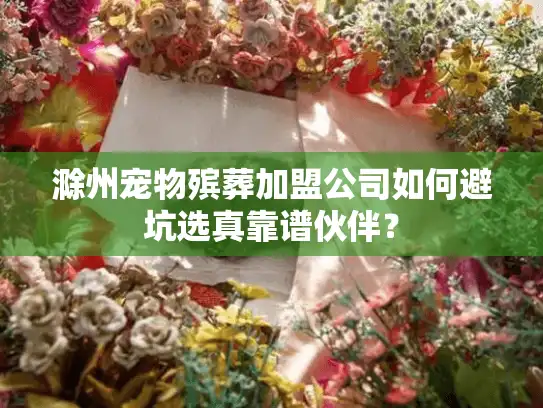滁州宠物殡葬加盟公司如何避坑选真靠谱伙伴？