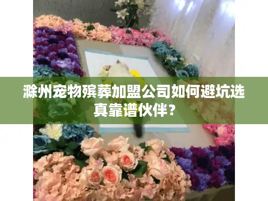 滁州宠物殡葬加盟公司如何避坑选真靠谱伙伴？