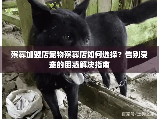 殡葬加盟店宠物殡葬店如何选择？告别爱宠的困惑解决指南