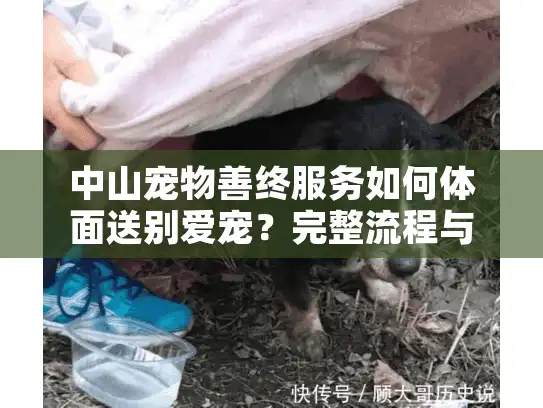 中山宠物善终服务如何体面送别爱宠？完整流程与避坑指南