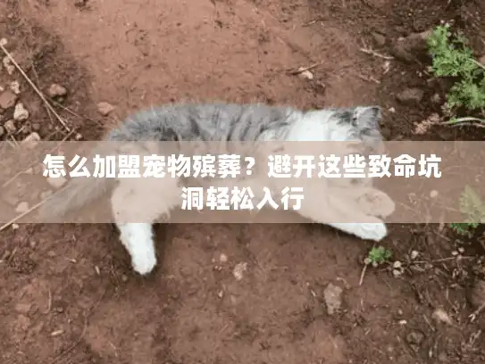 怎么加盟宠物殡葬？避开这些致命坑洞轻松入行