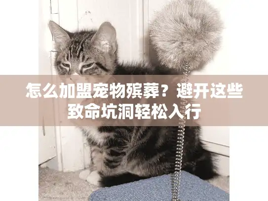 怎么加盟宠物殡葬？避开这些致命坑洞轻松入行