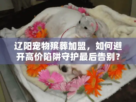 辽阳宠物殡葬加盟，如何避开高价陷阱守护最后告别？