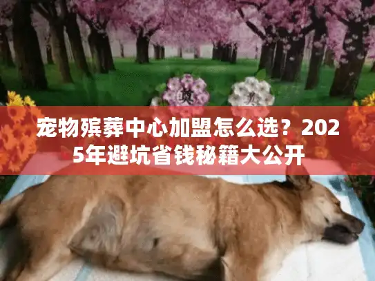 宠物殡葬中心加盟怎么选？2025年避坑省钱秘籍大公开