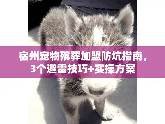宿州宠物殡葬加盟防坑指南，3个避雷技巧+实操方案