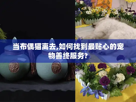 当布偶猫离去,如何找到最贴心的宠物善终服务?