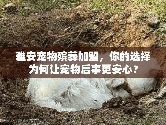 雅安宠物殡葬加盟，你的选择为何让宠物后事更安心？