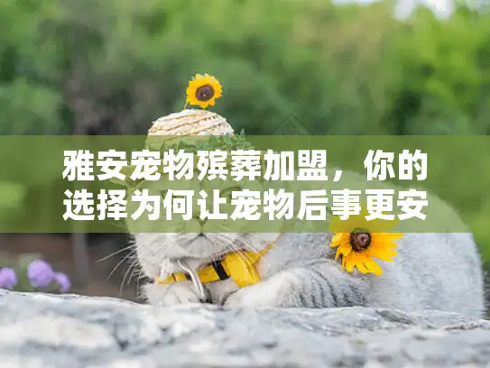 雅安宠物殡葬加盟，你的选择为何让宠物后事更安心？