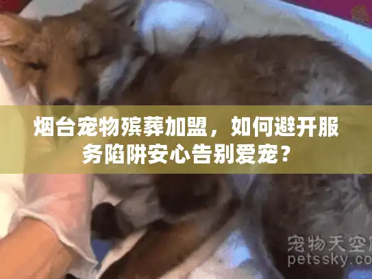 烟台宠物殡葬加盟，如何避开服务陷阱安心告别爱宠？