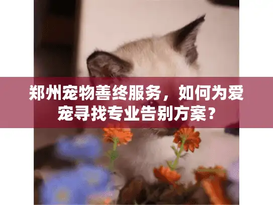 郑州宠物善终服务，如何为爱宠寻找专业告别方案？