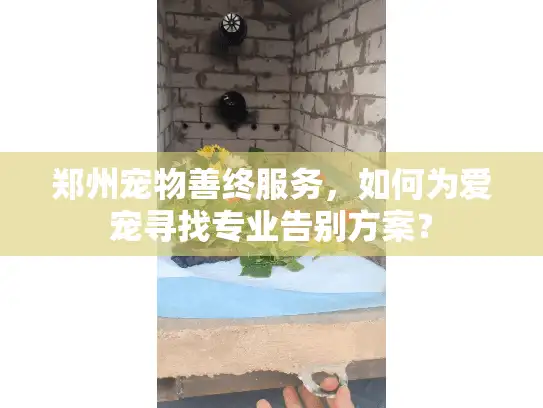 郑州宠物善终服务，如何为爱宠寻找专业告别方案？
