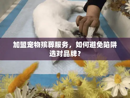 加盟宠物殡葬服务，如何避免陷阱选对品牌？