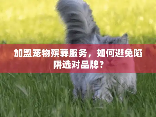 加盟宠物殡葬服务，如何避免陷阱选对品牌？