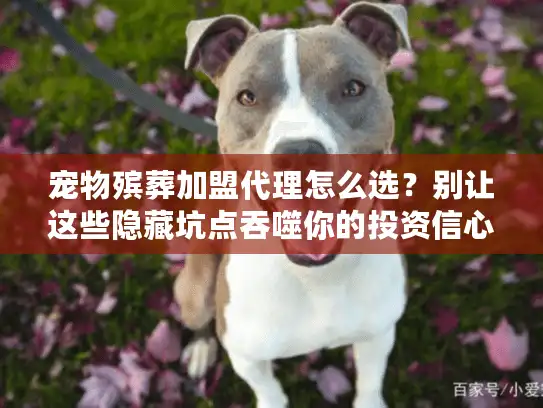 宠物殡葬加盟代理怎么选？别让这些隐藏坑点吞噬你的投资信心！