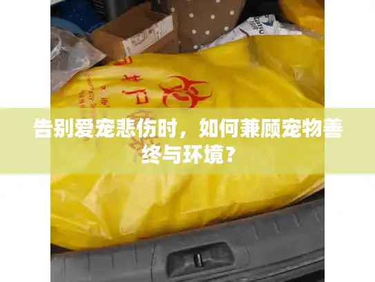 告别爱宠悲伤时，如何兼顾宠物善终与环境？