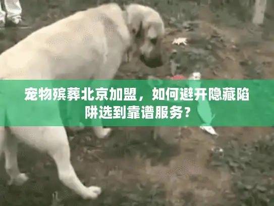 宠物殡葬北京加盟，如何避开隐藏陷阱选到靠谱服务？