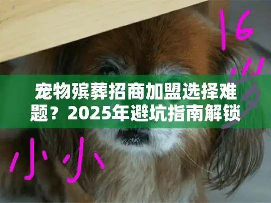 宠物殡葬招商加盟选择难题？2025年避坑指南解锁最优合作