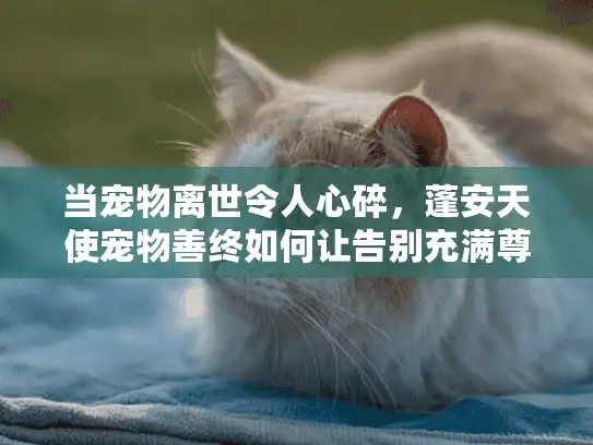 当宠物离世令人心碎，蓬安天使宠物善终如何让告别充满尊严？
