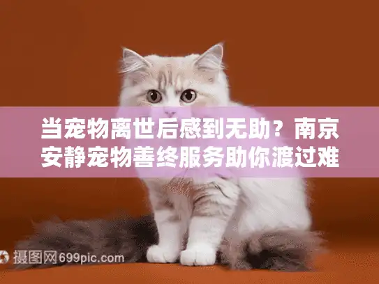 当宠物离世后感到无助？南京安静宠物善终服务助你渡过难关