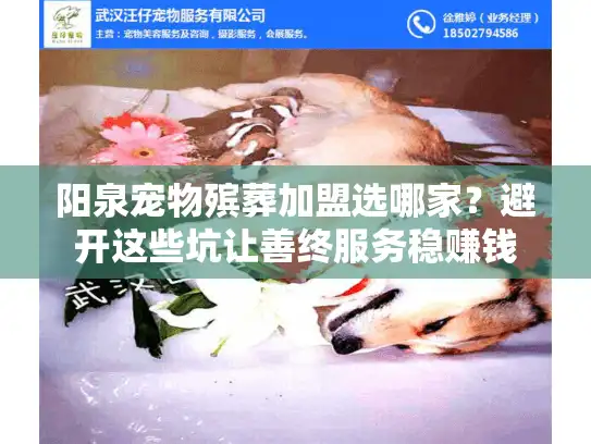 阳泉宠物殡葬加盟选哪家？避开这些坑让善终服务稳赚钱