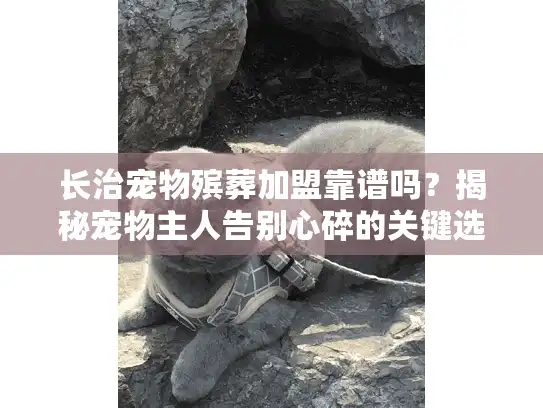长治宠物殡葬加盟靠谱吗？揭秘宠物主人告别心碎的关键选择