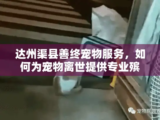 达州渠县善终宠物服务，如何为宠物离世提供专业殡葬告别？