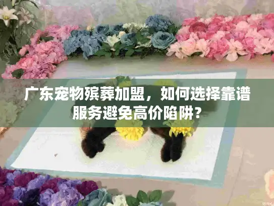 广东宠物殡葬加盟，如何选择靠谱服务避免高价陷阱？