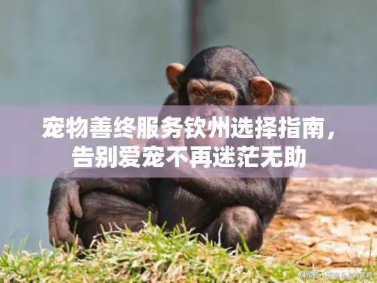 宠物善终服务钦州选择指南，告别爱宠不再迷茫无助