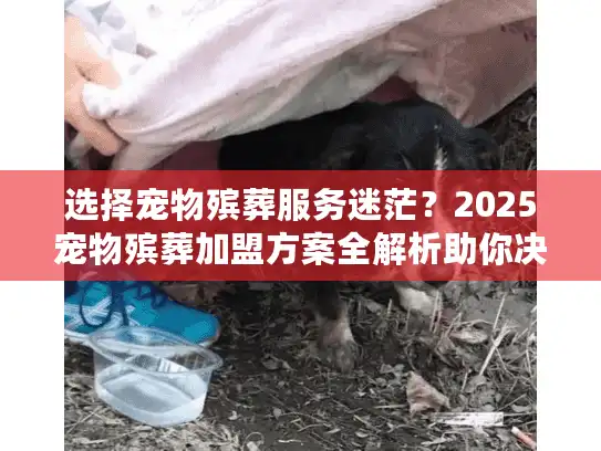 选择宠物殡葬服务迷茫？2025宠物殡葬加盟方案全解析助你决策！