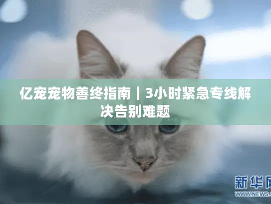 亿宠宠物善终指南｜3小时紧急专线解决告别难题