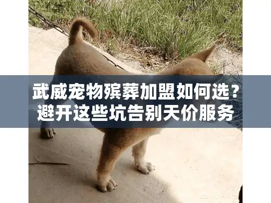 武威宠物殡葬加盟如何选？避开这些坑告别天价服务