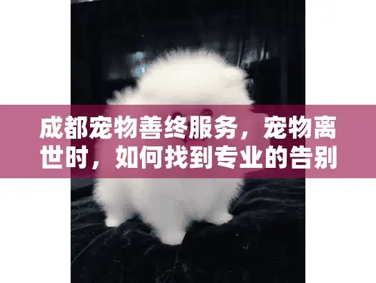 成都宠物善终服务，宠物离世时，如何找到专业的告别方式？