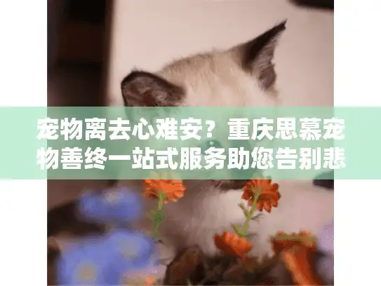 宠物离去心难安？重庆思慕宠物善终一站式服务助您告别悲伤