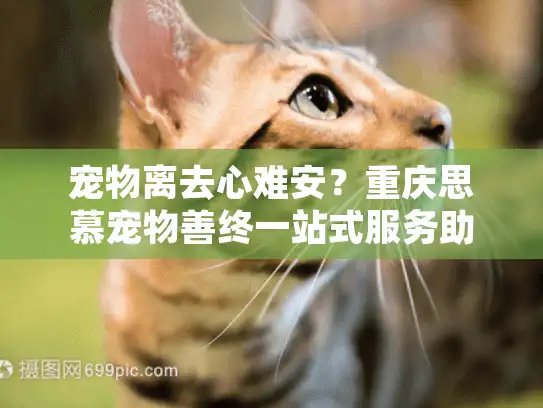 宠物离去心难安？重庆思慕宠物善终一站式服务助您告别悲伤