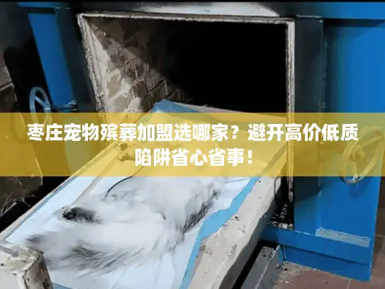 枣庄宠物殡葬加盟选哪家？避开高价低质陷阱省心省事！