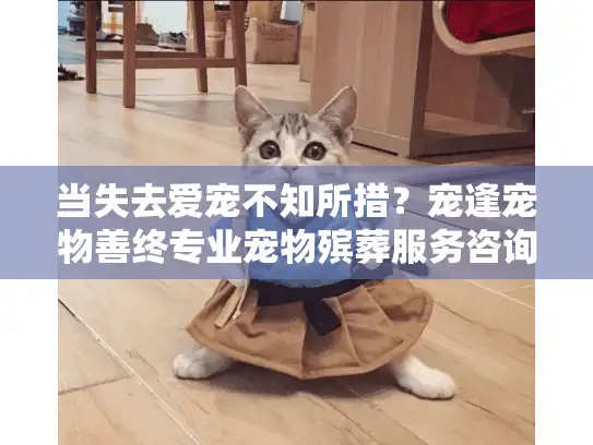 当失去爱宠不知所措？宠逢宠物善终专业宠物殡葬服务咨询