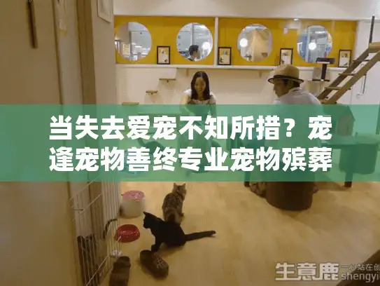 当失去爱宠不知所措？宠逢宠物善终专业宠物殡葬服务咨询