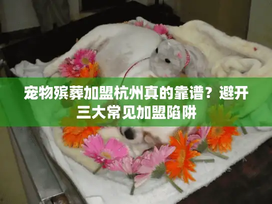 宠物殡葬加盟杭州真的靠谱？避开三大常见加盟陷阱