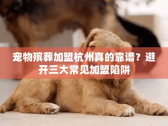 宠物殡葬加盟杭州真的靠谱？避开三大常见加盟陷阱