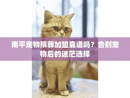 南平宠物殡葬加盟靠谱吗？告别宠物后的迷茫选择