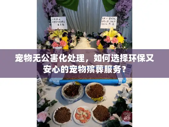 宠物无公害化处理，如何选择环保又安心的宠物殡葬服务？