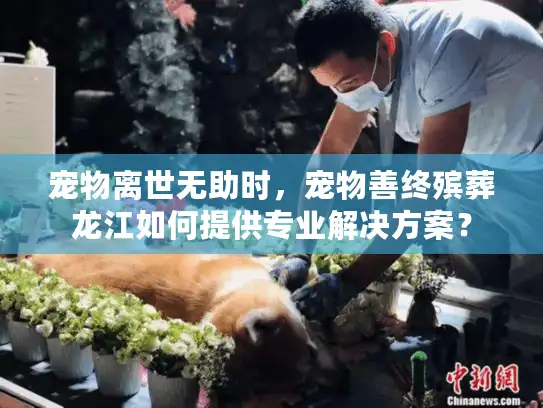 宠物离世无助时，宠物善终殡葬龙江如何提供专业解决方案？