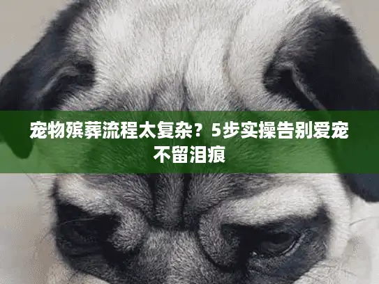 宠物殡葬流程太复杂？5步实操告别爱宠不留泪痕