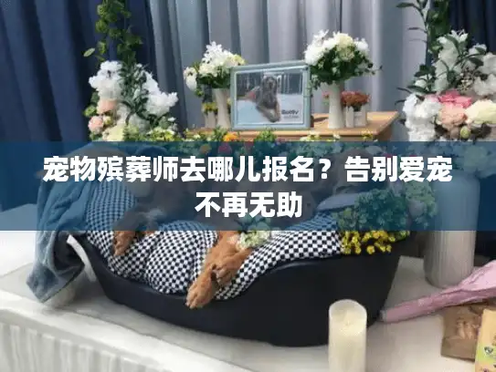 宠物殡葬师去哪儿报名？告别爱宠不再无助