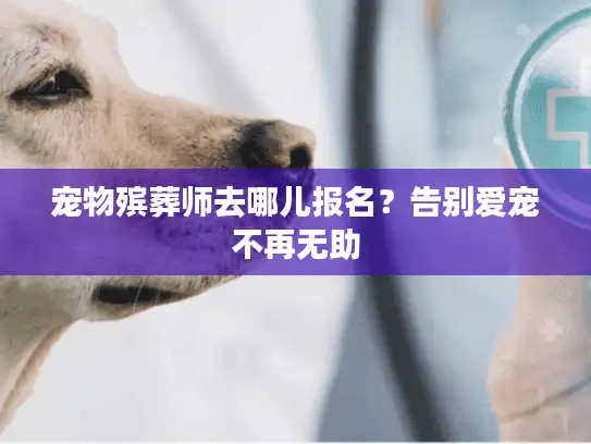 宠物殡葬师去哪儿报名？告别爱宠不再无助