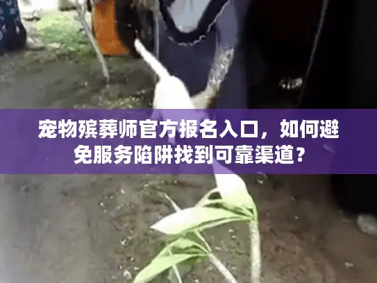 宠物殡葬师官方报名入口，如何避免服务陷阱找到可靠渠道？